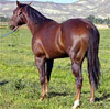 Spear M Quarter Horses