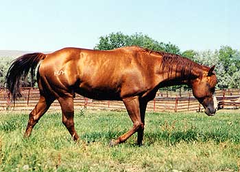 Blazin Dr Wood - 1994 Doc O'Lena/Colonel Freckles grandson
